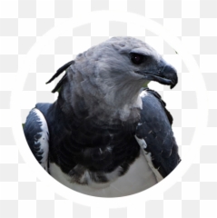 Abyssinian Ground Hornbill Icon Frontier Forums - Harpy Eagle png