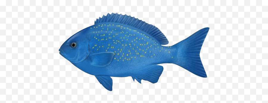 Download Free Png Ocean Fish Photos - Blue Fish In The Ocean,Ocean Fish Png