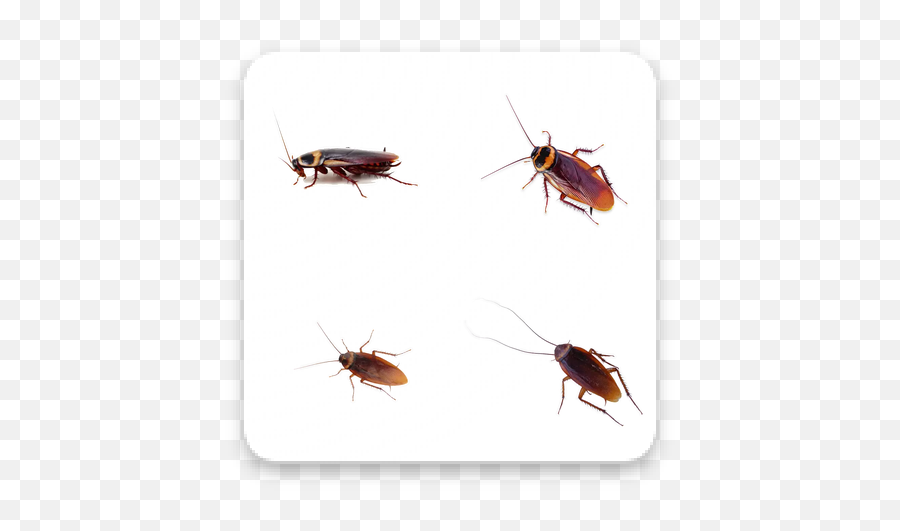 Download Cockroach Apk Sticker Pack For Whatsapp Free - Parasitism Png,Cockroach Icon