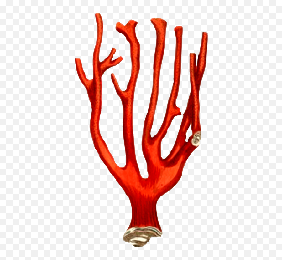 Organtreehand Png Clipart - Royalty Free Svg Png Vintage Coral Illustration,Coral Png