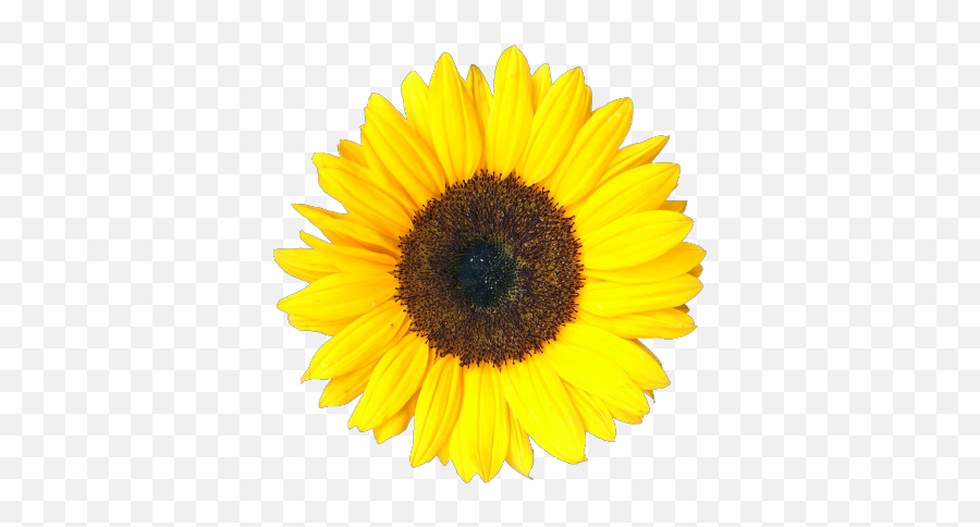 tumblr sunflower backgrounds