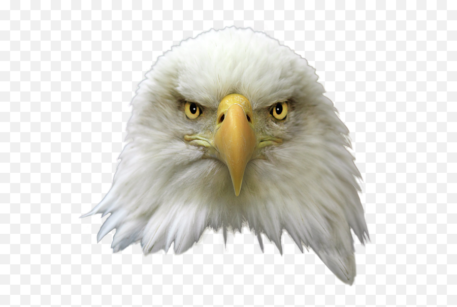 Eagle Head Png Image Arts - American Eagle Head Png,Animal Head Png