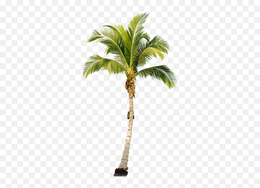 Palm Trees Tree Psd Painting - Tropical Palm Tree Png,Palm Png