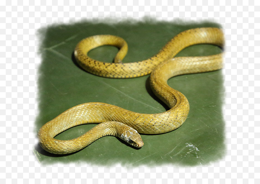 Reptiles U0026 Others - Wildlife Sos Golden Colour Snake In India Png,Snake Scales Png