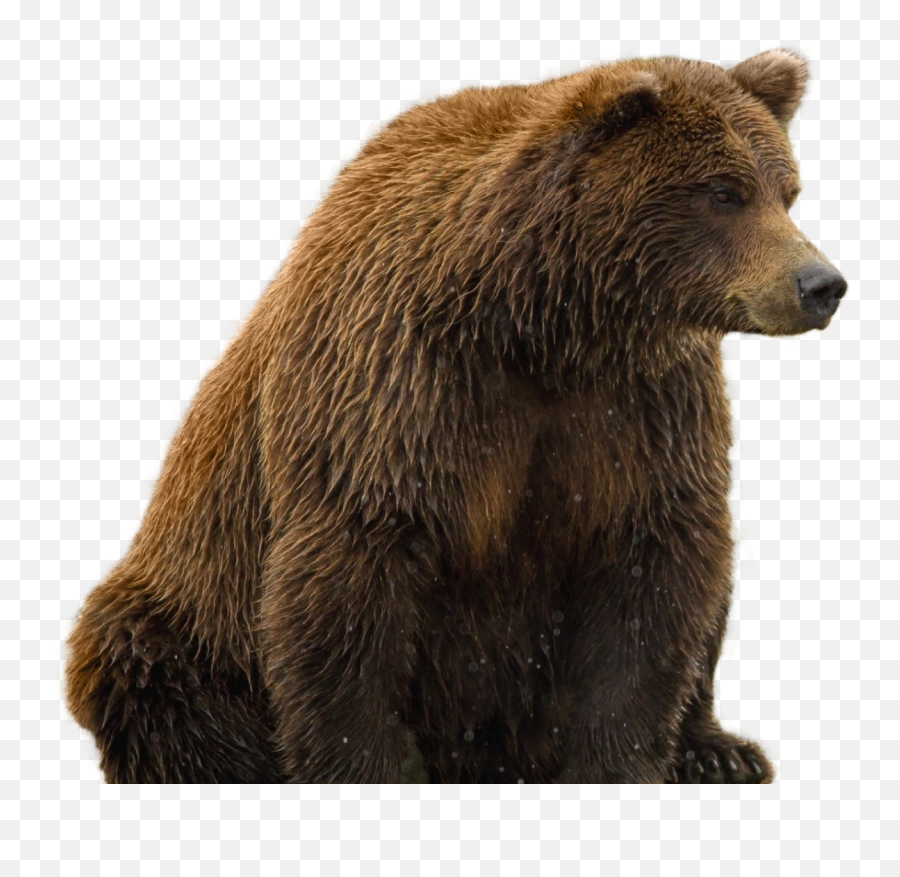 Bear Grizzly Teddy Clipart - Brown Bear Transparent Background Png,Grizzly Bear Png