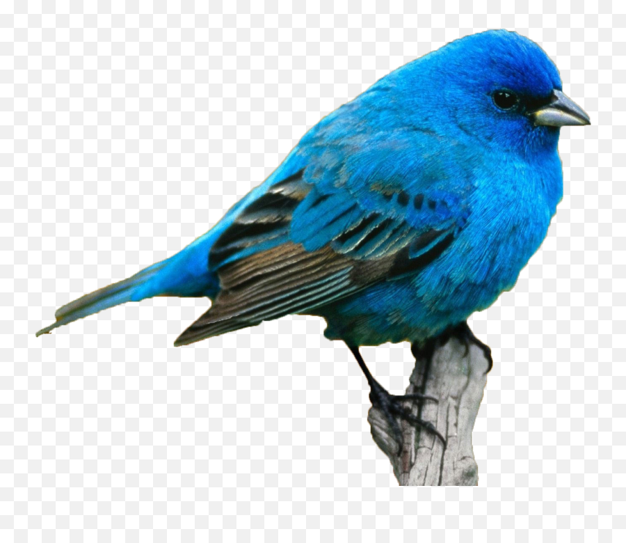 Blue Bird Png Download - Blue Bird Png,Blue Bird Png