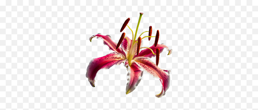 Png Lily Red Flower Transparent - Portable Network Graphics,Lily Transparent Background