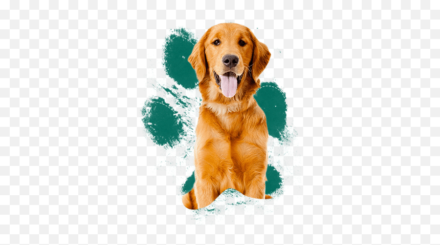 Bad To The Bone Or Misunderstood - Labrador Golden Retriever Cachorro Png,Golden Retriever Transparent Background