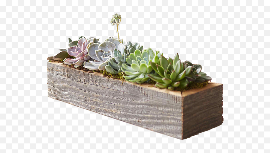 Living Succulent Centerpiece Trough Small - Transparent Succulent Plant Box Png,Succulents Png