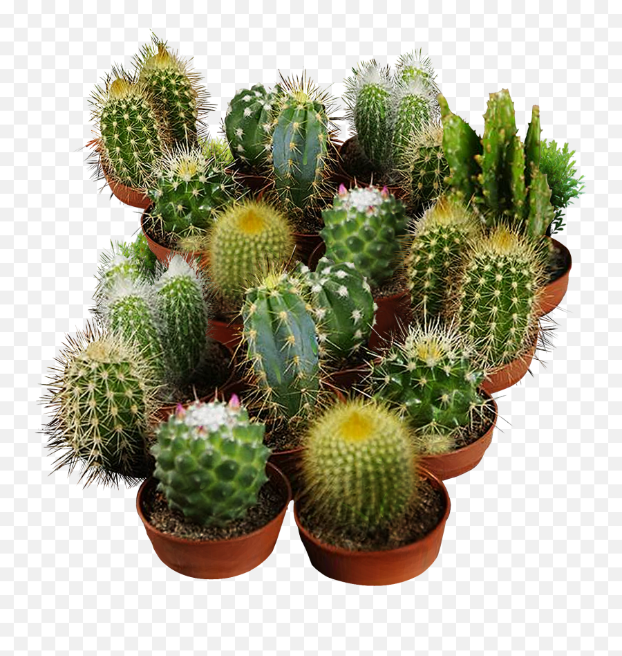 Download Cactus Seeds For Planting - Cactus Png,Planting Png