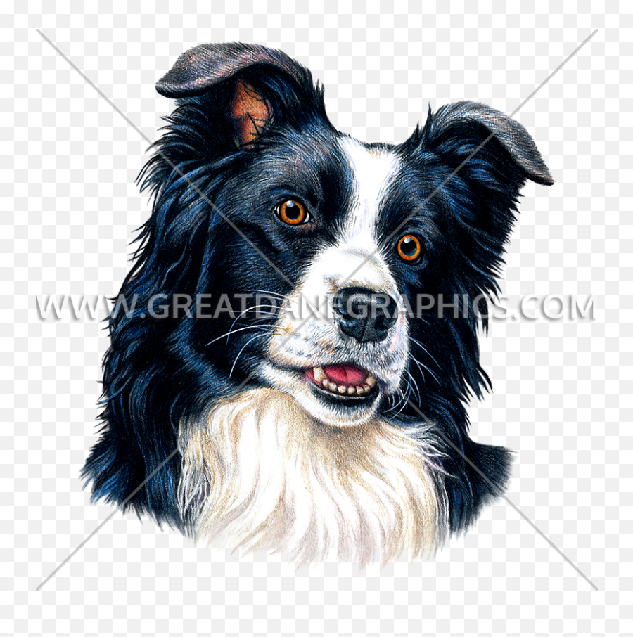 Border Collie Production Ready Artwork For T - Shirt Printing Png,Border Collie Png