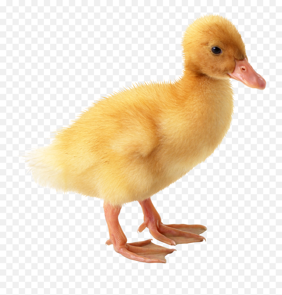 Little Yellow Duck Png Image - Duckling Png,Ducks Png