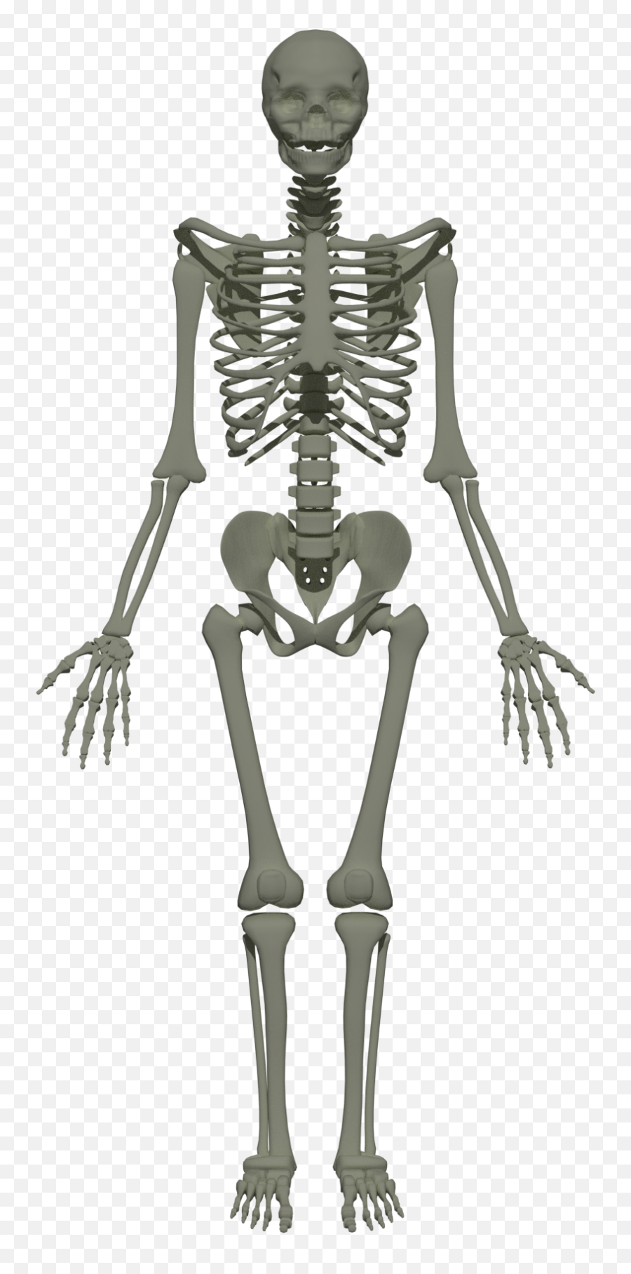 201805 Human Skeleton Anim Png Transparent