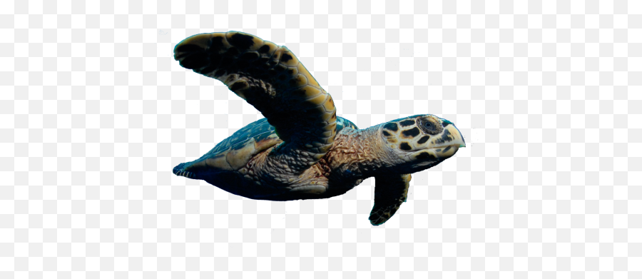 Download Vincent To Outlaw Killing Of Sea Turtles - Caretta Turtle Png,Sea Turtle Png