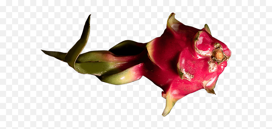 Dragon Fruit Shake - Costus Family Png,Dragon Fruit Png