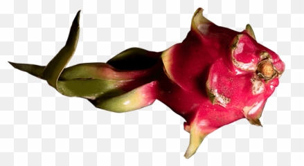 Dragon Fruit Shake - Costus Family Png,Dragon Fruit Png