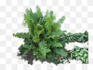 Download Ferns Latest Version 2018 Png - Portable Network Graphics,Ferns Png