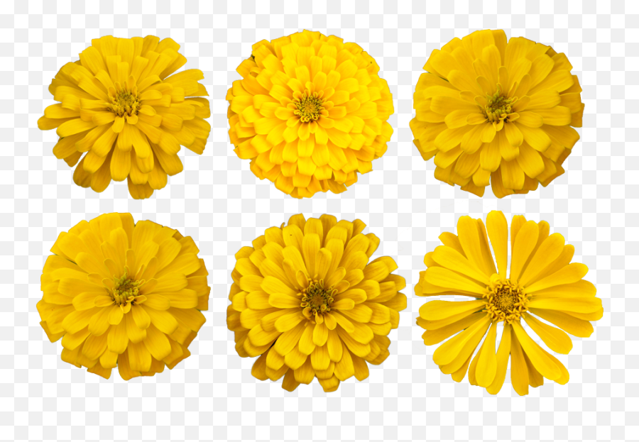 Download Marigold Flower Cutout Photo - Marigold Cutout Png,Marigold Transparent