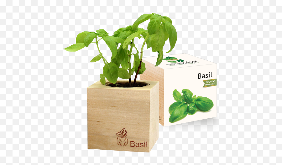 Grow Kit - Basil Ecocube Png,Growing Plant Png