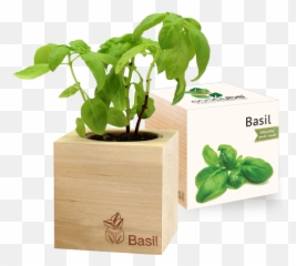 Grow Kit - Basil Ecocube png
