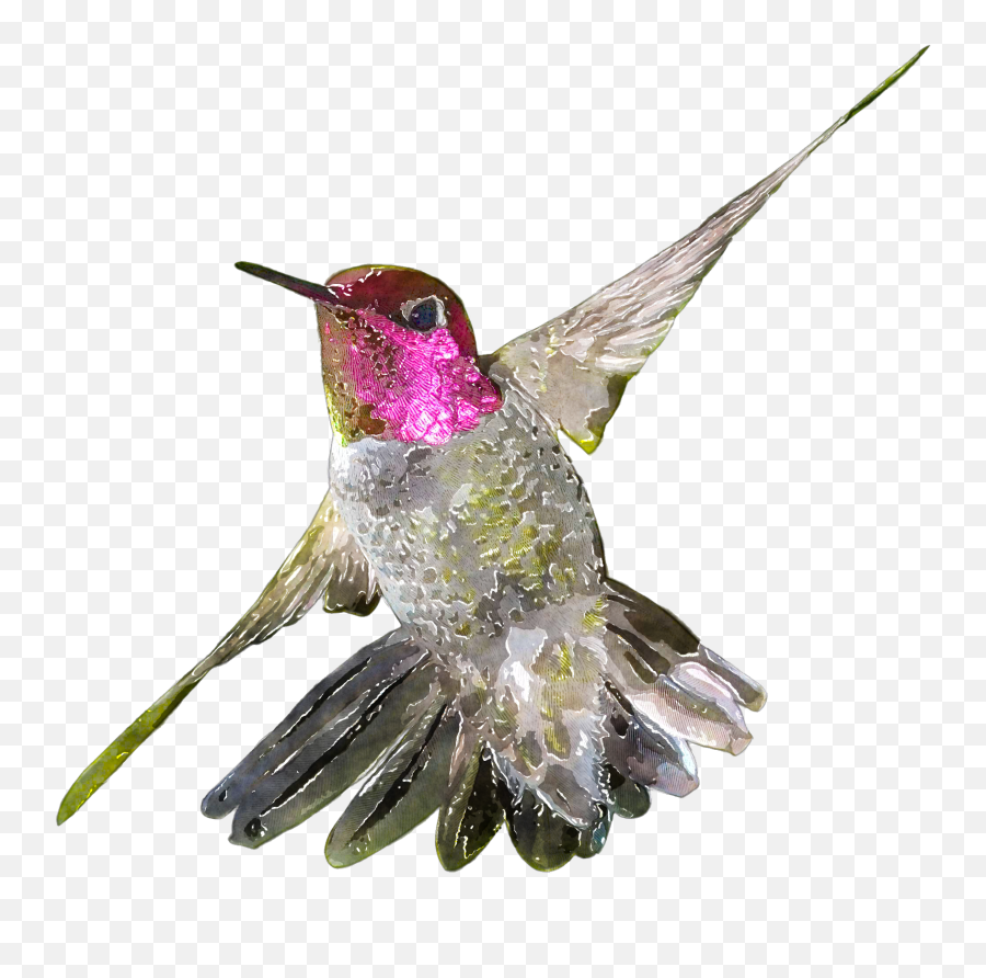 Download Hd Banner Birb Drawing Watercolor Transparent Png - Watercolor Bird Clipart Hummingbird,Watercolor Banner Png