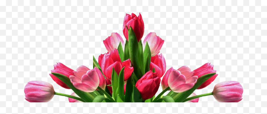 Download Hd Get Well Tulips - Get Well Flower Png Pink Tulip Flower Png,Tulips Png
