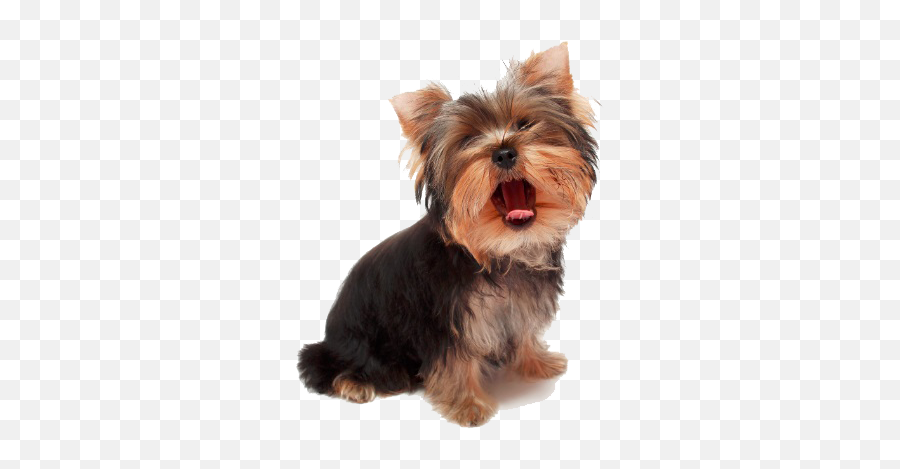 Hypoglycemia - Yorkie Transparent Png,Yorkie Png