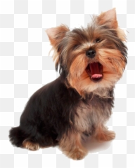 Hypoglycemia - Yorkie Transparent Png,Yorkie Png