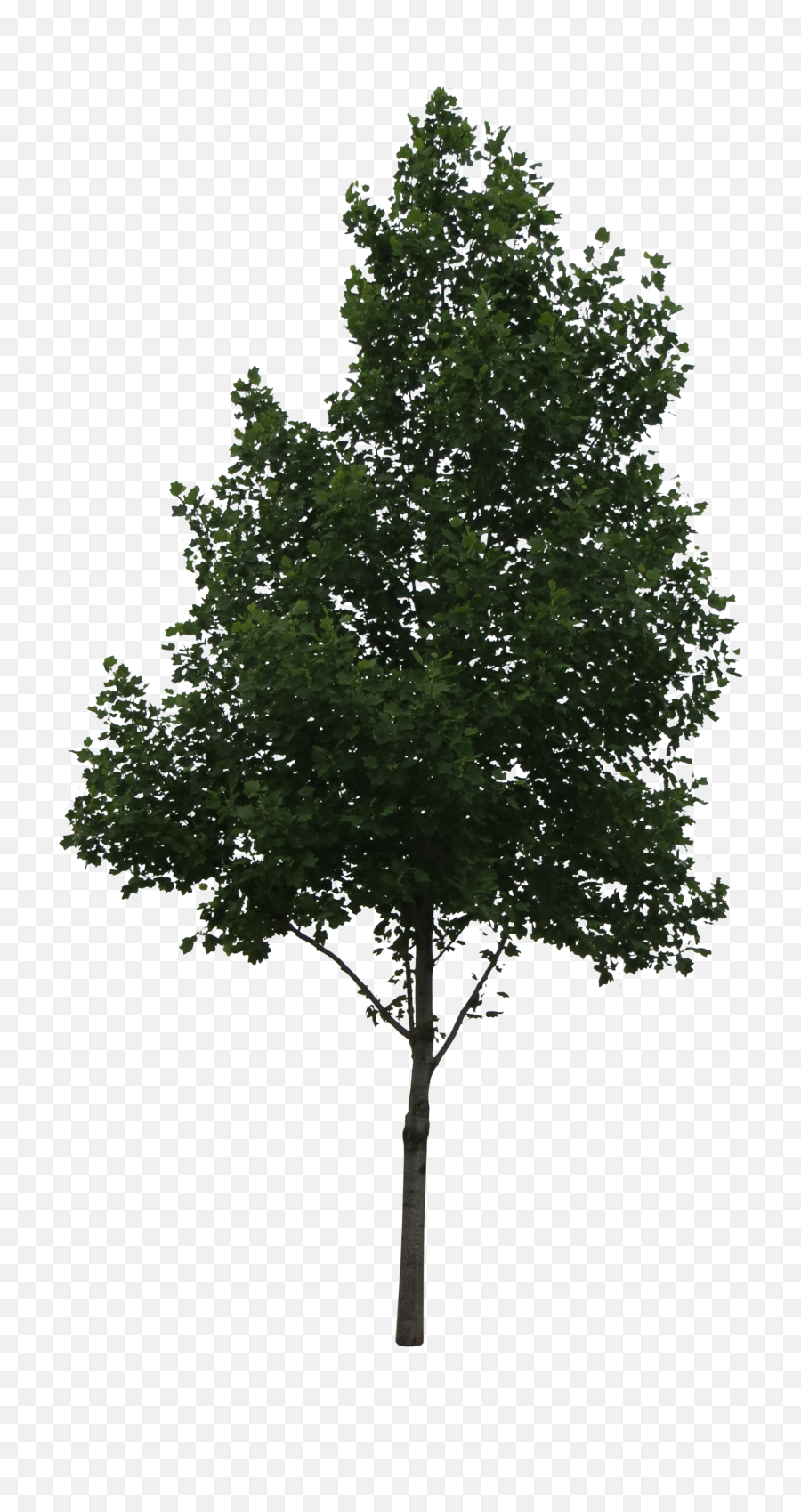 Download Aspen Tree Png Vector - Populus Alba Png,Tree Png