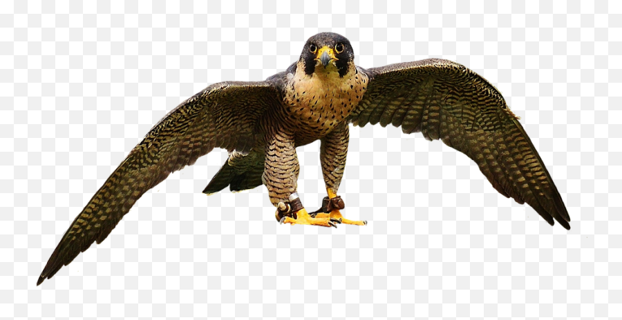 Falcon Wing Bird Of Prey - Bird Peregrine Falcon Png,Prey Png