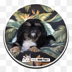 Holy Shih - Shih Tzu Png,Shih Tzu Png
