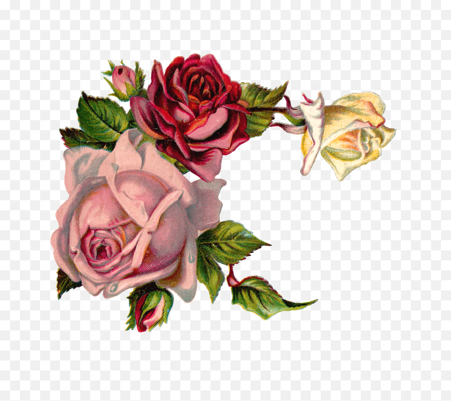 Free Digital Flower Pink Rose Corner - Vintage Roses Corner Png,Flower Graphic Png