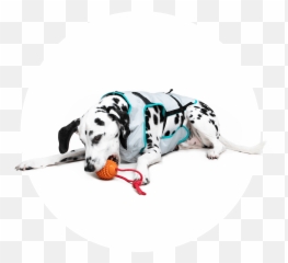 Dry Cooling Vest - Dog Supply png