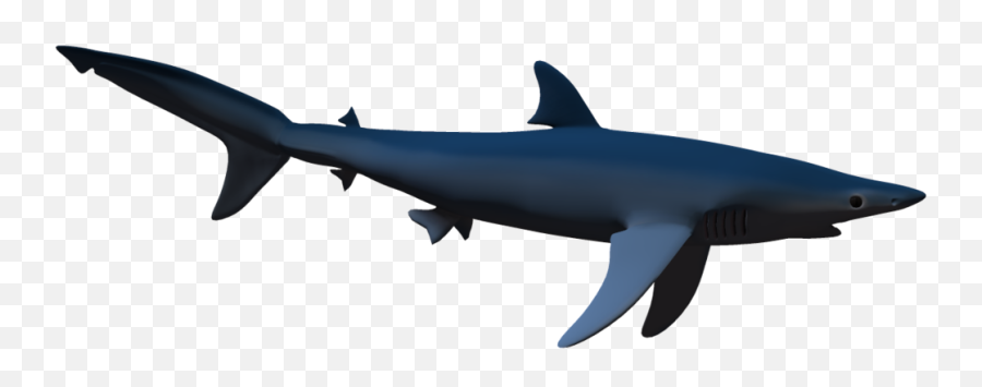 Sharks Png Icon Web Icons - Cartoon Transparent Blue Shark,Shark Png