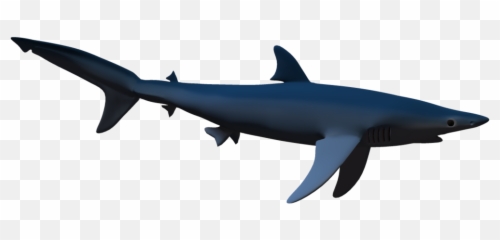 Sharks Png Icon Web Icons - Cartoon Transparent Blue