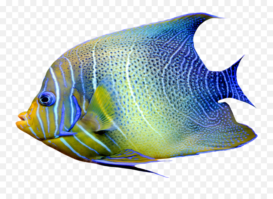 Fish Png Transparent - Fish Png,Ocean Fish Png