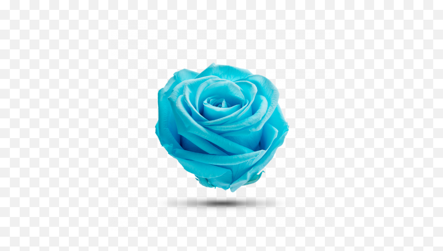 Enchanted Roses Archives - Royal Flowers Green Rose Png Royalflowersgroup,Blue Rose Icon