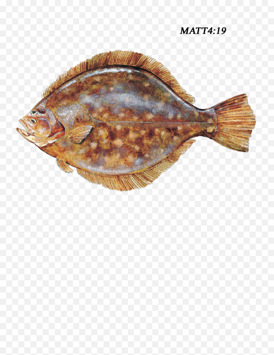 Download Southern Flounder - Flounder Fish Png,Flounder Png