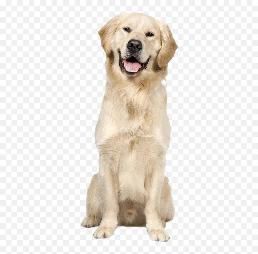 Golden Retriever Dog Png Image - Golden Retriever Fact File,Dog Png