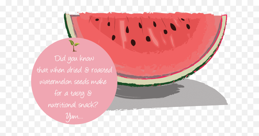 Download Seed Fact - Watermelon Png Image With No Background Watermelon,Watermelon Slice Png
