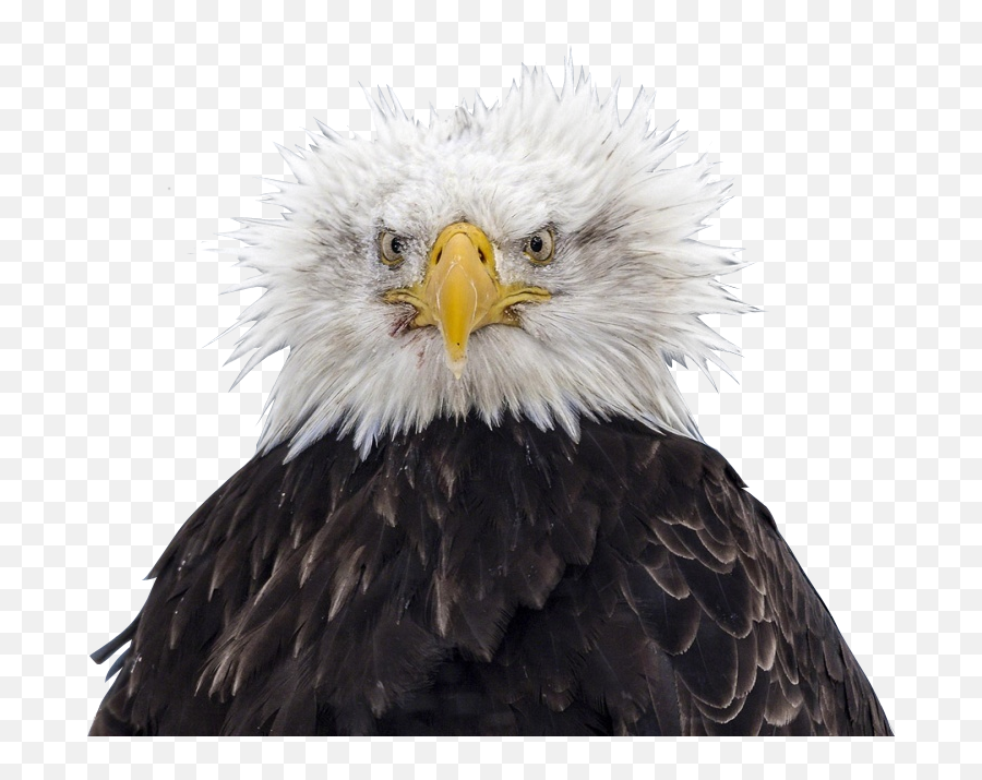 Bald Eagle Head Png - Bald Eagle Bird Eagle Png Image With Bald Eagle Ruffled Feathers,Bald Head Png