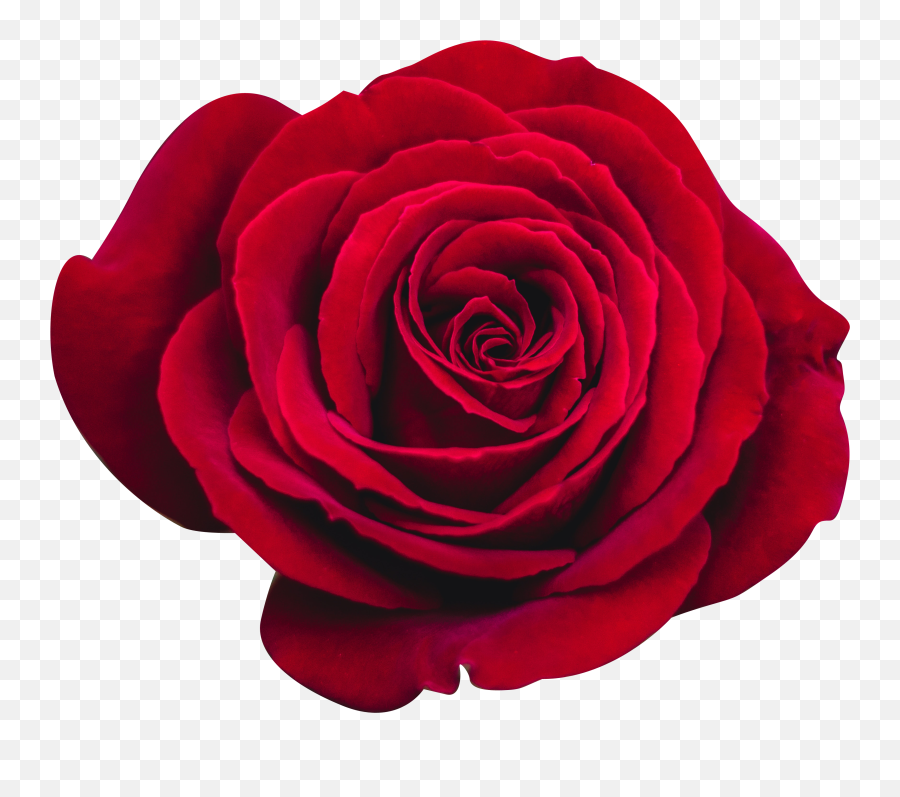 Red Rose Isolated Transparent Background Png - Free Red Rose
