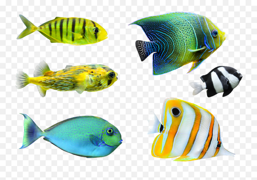 Tropical Fish Png Transparent - Tropical Fish Png,Tropical Fish Png