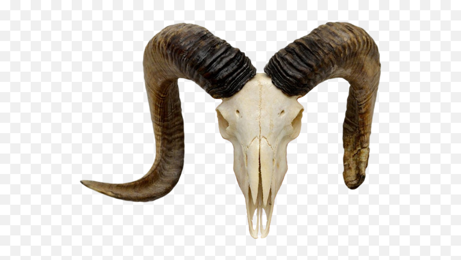 Goat Horns Png 2 Image - Horn,Goat Transparent Background