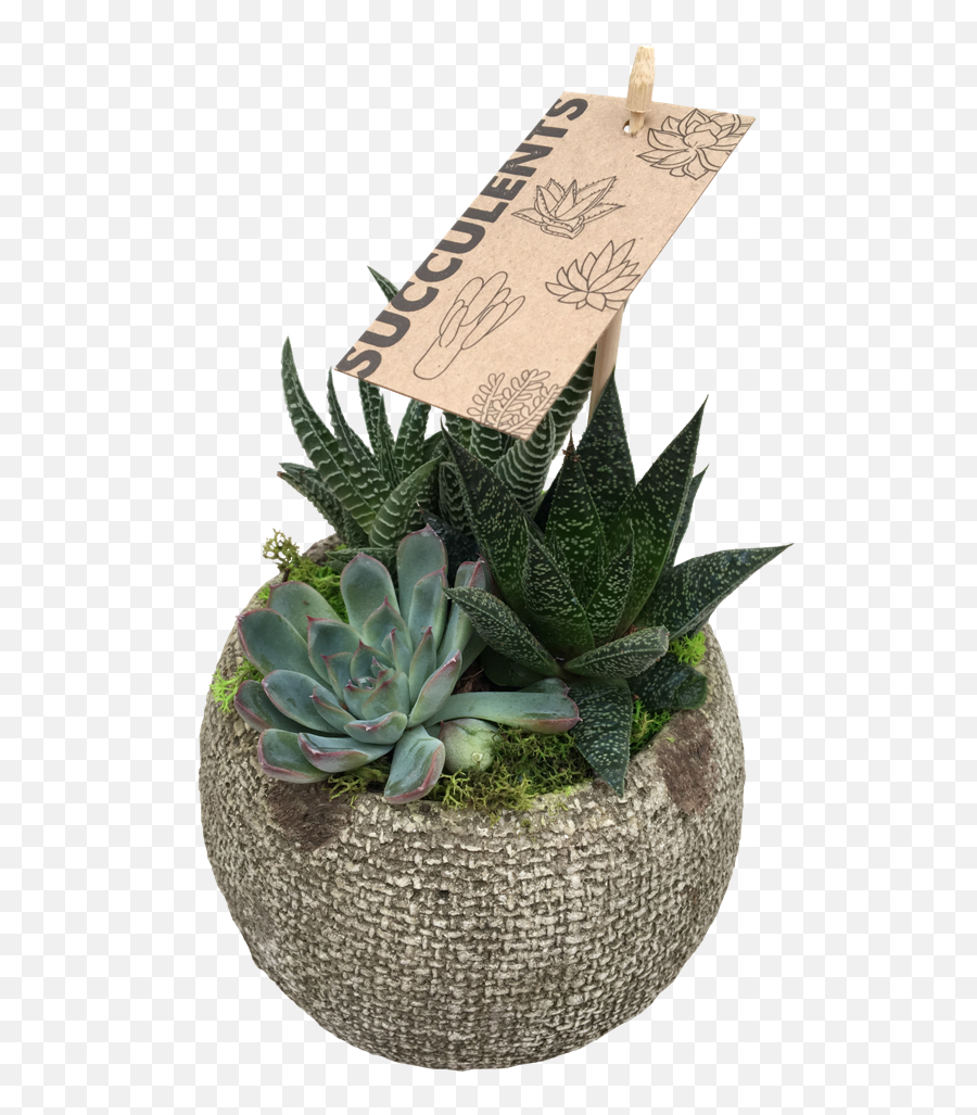 Small Succulent - Agave Png,Succulents Png