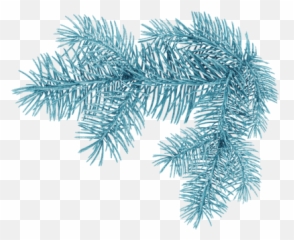 Download Hd Christmas - tree Branch Tree Winter Png