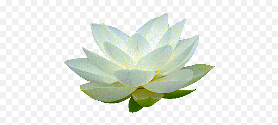 White Lotus Transparent U0026 Png Clipart Free Download - Ywd Transparent Background Lotus Flower White,Lotus Flower Png