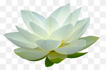 White Lotus Transparent U0026 Png Clipart Free Download - YWD Background Flower