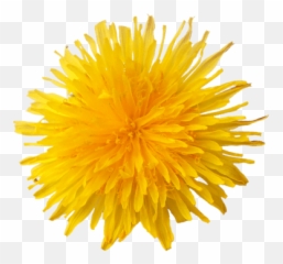 Dandelion Transparent Png Images