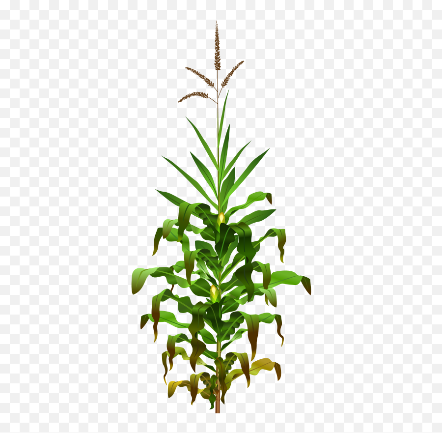 Clipart - Physiological Changes In Plants Png,Corn Stalk Png